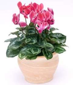 Cyclamen