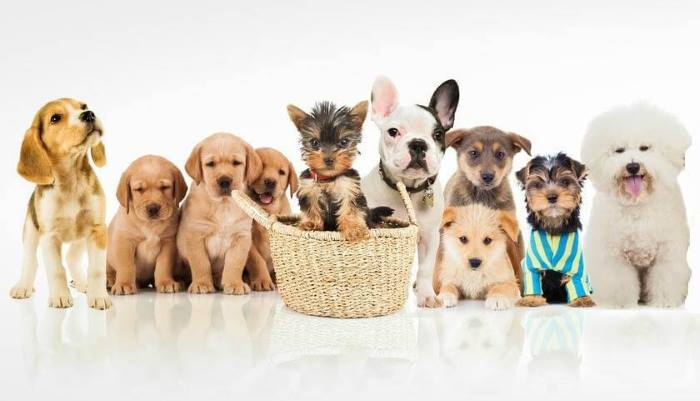 when is puppy day national puppy day march 23rd when is puppy day national puppy day march 23rd