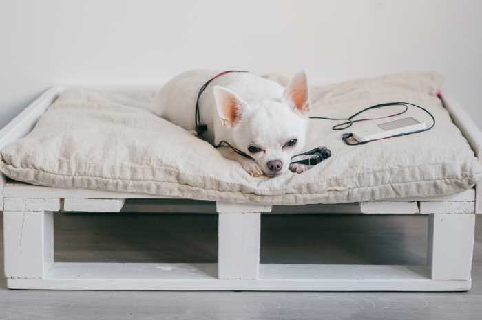 A Chihuahua is resting on his wooden dog bed as he listens to music via a smart phone.