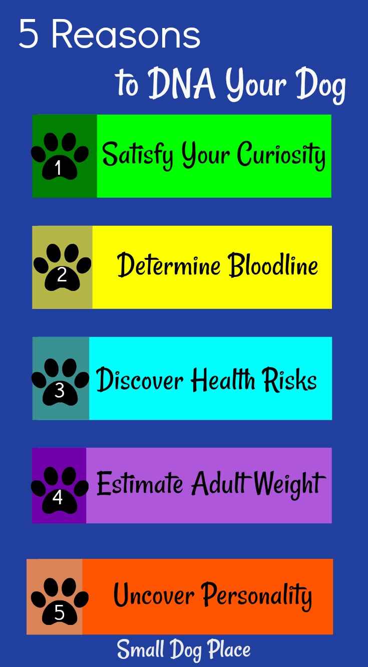 5 Reasons to DNA Your Dog | Small Dog Place 5 Reasons to DNA Your Dog | Small Dog Place