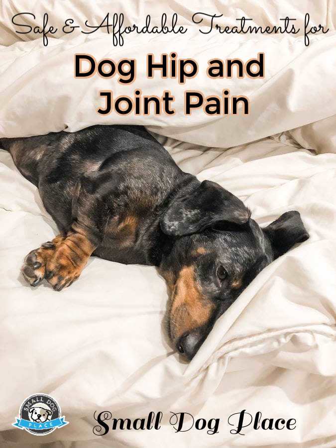 An older Dachshund is laying on his side in a large bed.