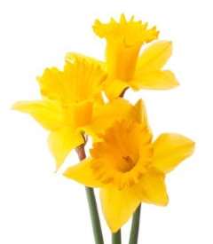 Daffodil Daffodil