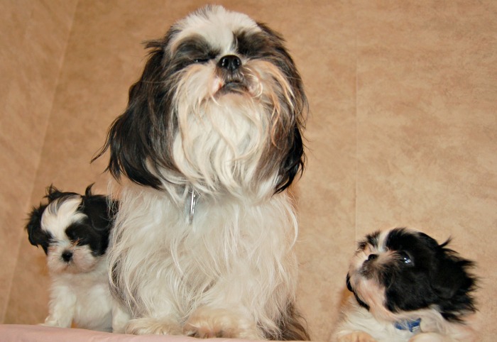 black and white terrier breed