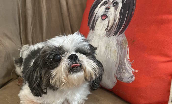 An old black and white Shih Tzu dog who has one eye