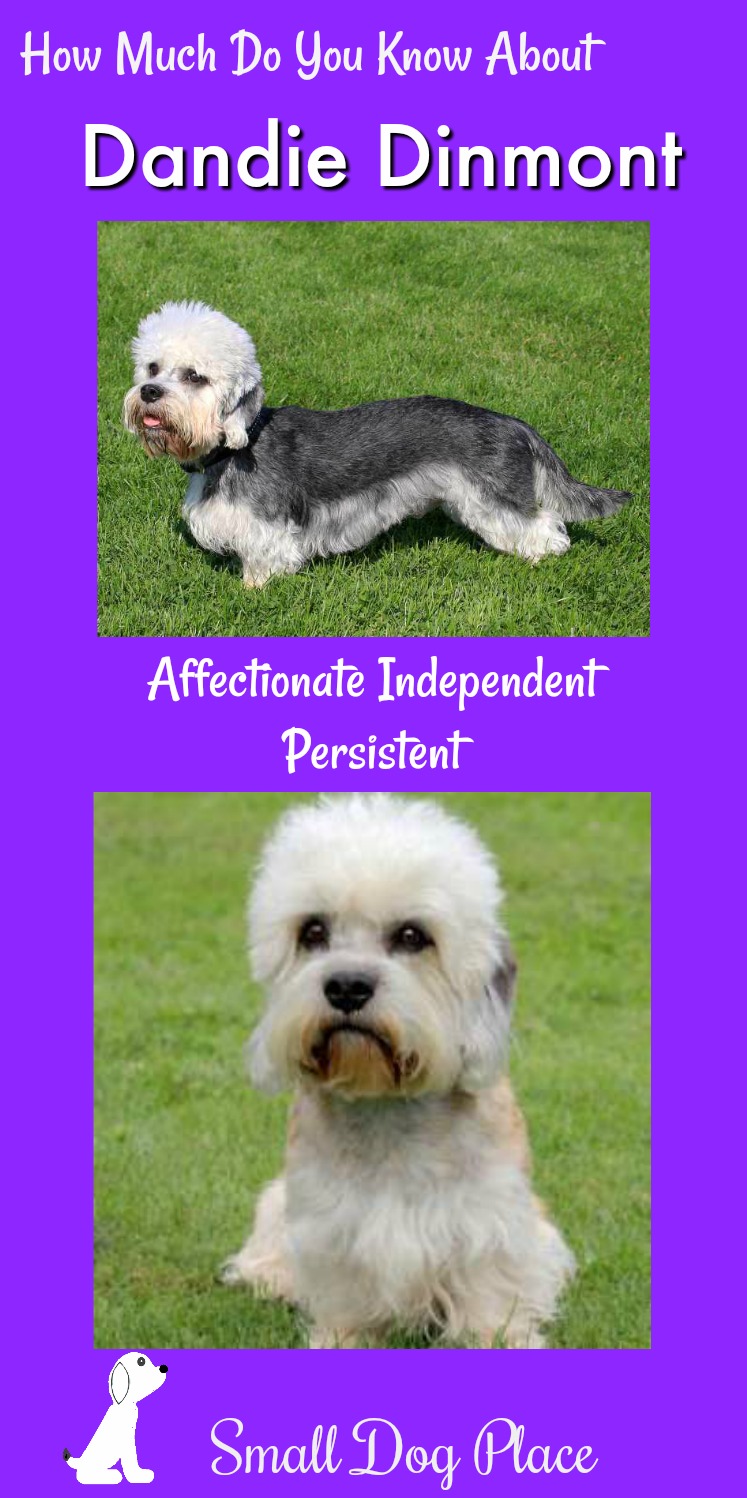 Dandie Dinmont Terrier On the Rise