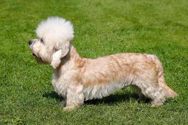 Dandie Dinmont Terrier On the Rise