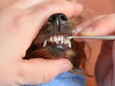 Scrapping tarter from dogs' teeth