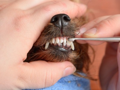 Scrapping tarter from dogs' teeth Scrapping tarter from dogs' teeth