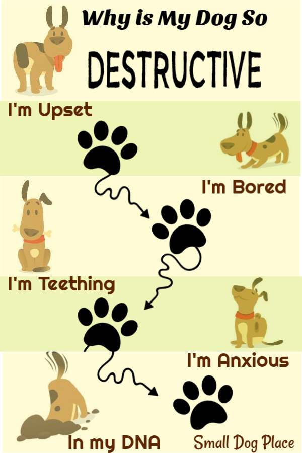 Dog Destructive Behavior Keep Your Dog from Destroying the Furniture