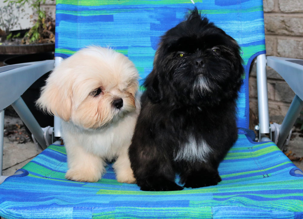 Two puppies, one making eye contact and the other not.