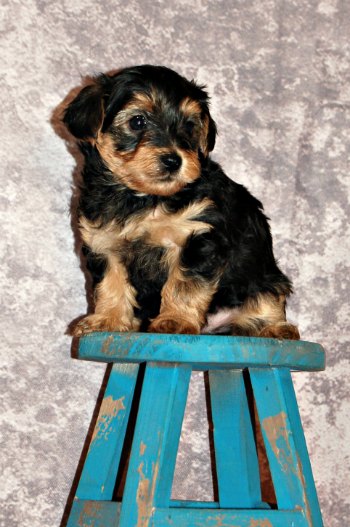 A Yorkshire terrier puppy sitting on a small blue stool