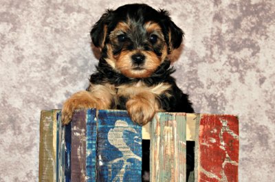 A Yorkie puppy sitting in a wooden crate