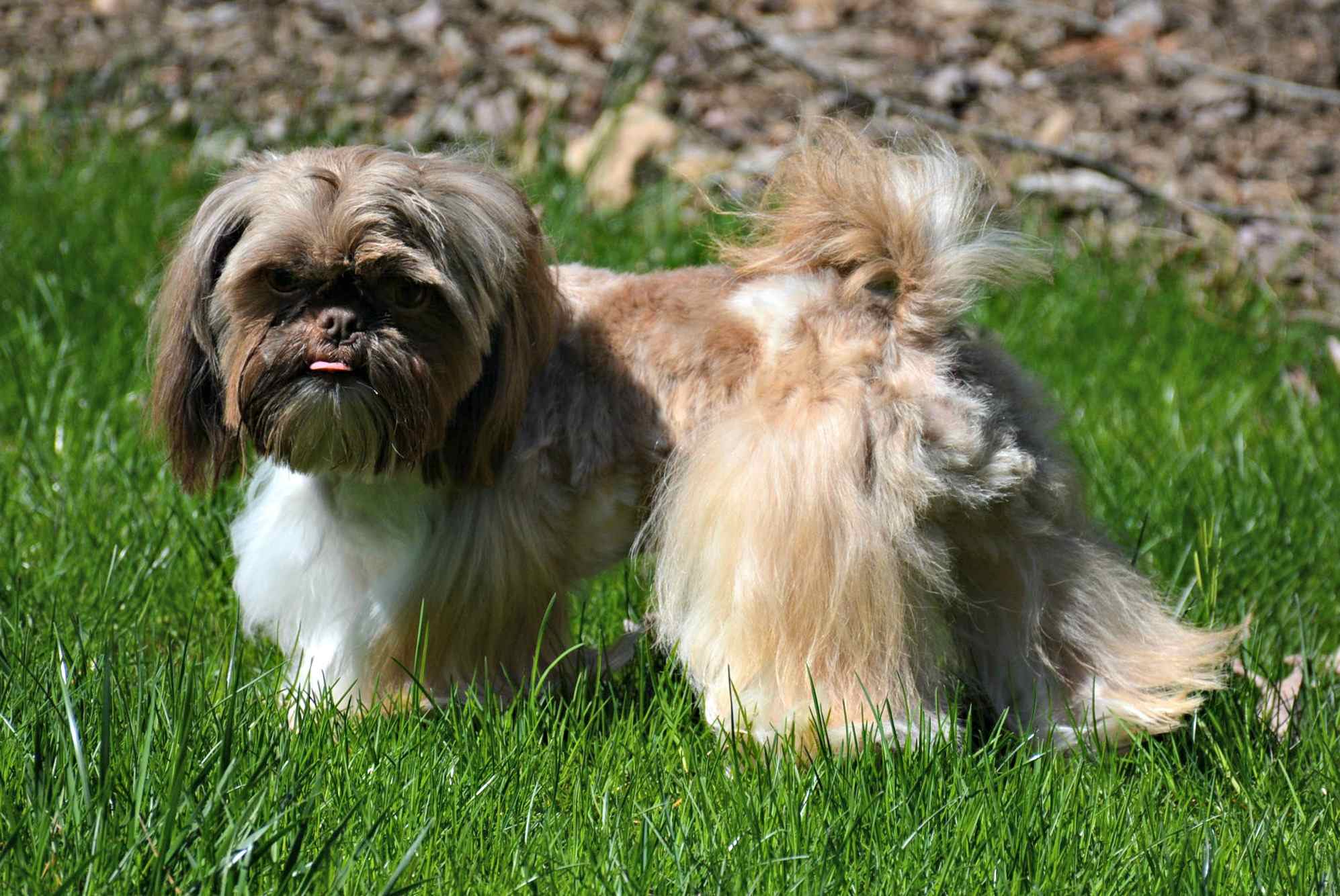 A liver and white colored Shih Tzu looking at the camera