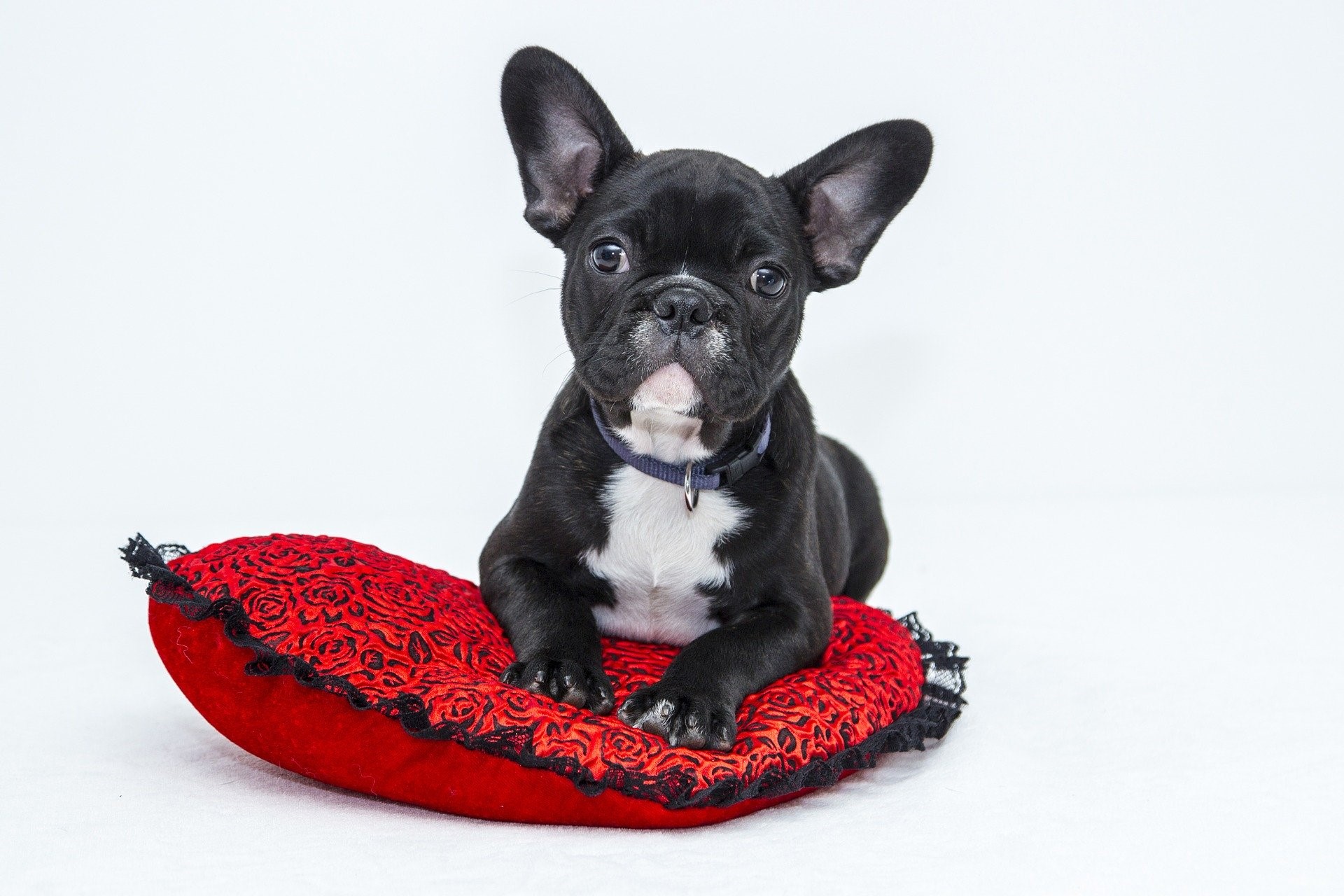 A black and white dog is resting on a pillow.