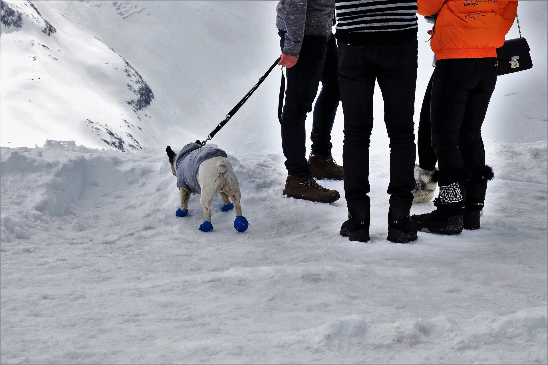 A small dog is taking a walk with several people on a snowy day.