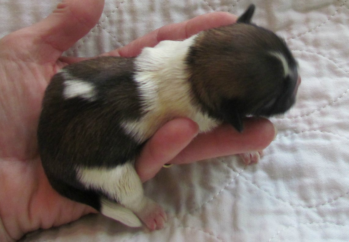 Dog Breeders, One day old puppy