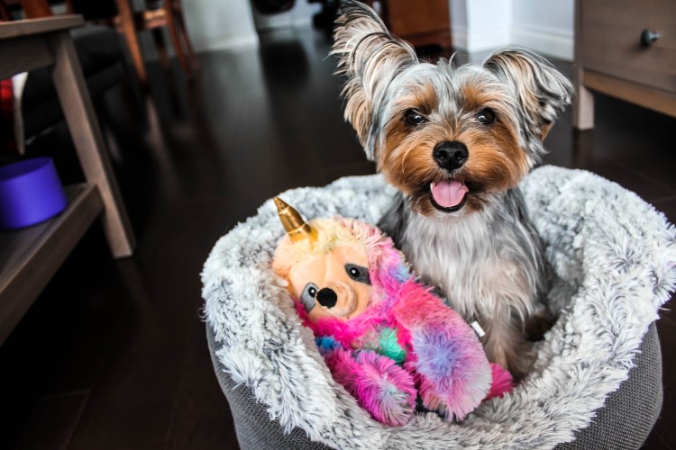 A Yorkie is sitting in his bed with his toy