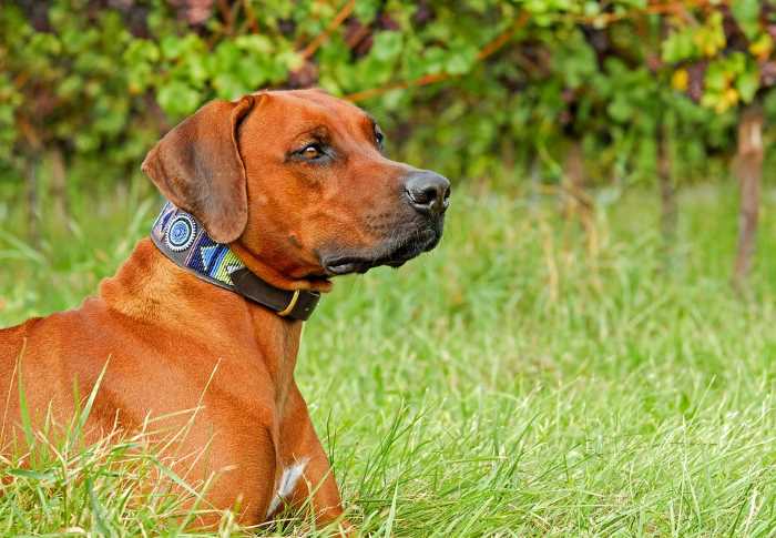 This Rhodesian Ridgeback is wearing a beaded snug dog collar.