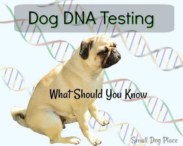 Why Do Dog DNA Testing