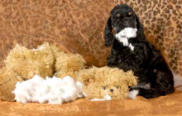 A Cocker Spaniel Puppy is tearing apart what looks to be the sofa and his toys.