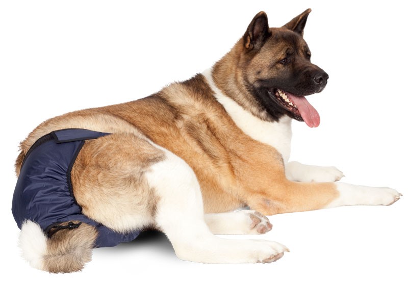 Dog Female Dog Diaper on a German Shepherd Dog