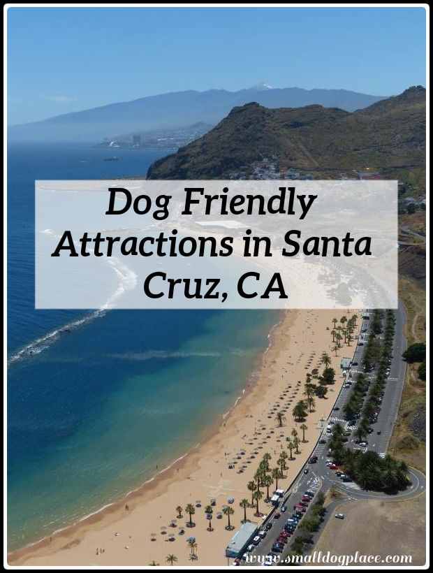 Dog Friendly Attractions in Santa Cruz