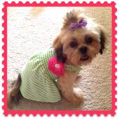 Cute Girl Dog Names Beginning with Q-R Cute little girl is dressed and facing the camera