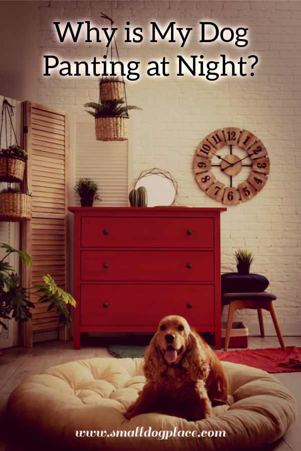 A Cocker Spaniel is lying in bed, panting