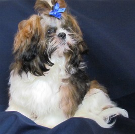 A Shih Tzu portrait with a blue background