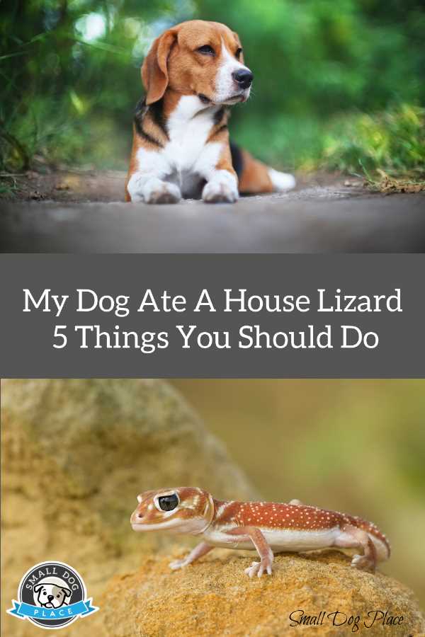 Pin Image: My Dog Ate a House Lizard