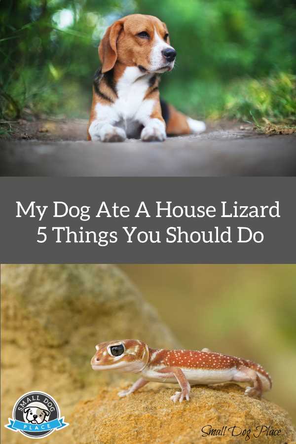 Pin Image:  My Dog Ate a House Lizard