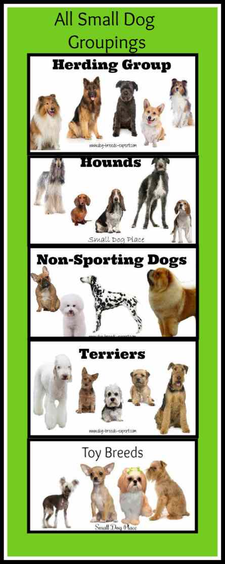 Breeds of Small Dogs, Grouping Categories