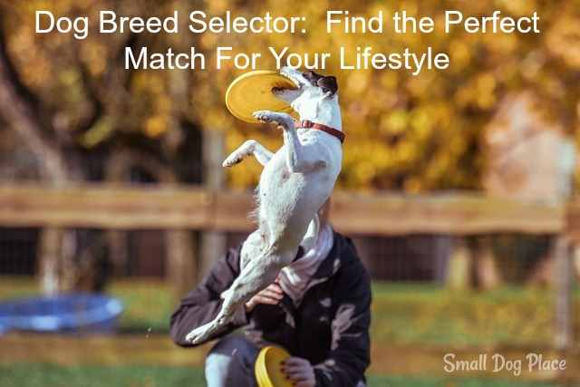 Dog Breed Selector: Find the Perfect Match For Your Lifestyle