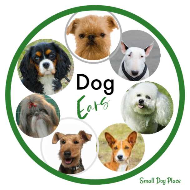 Caring for Your Dog's Ears