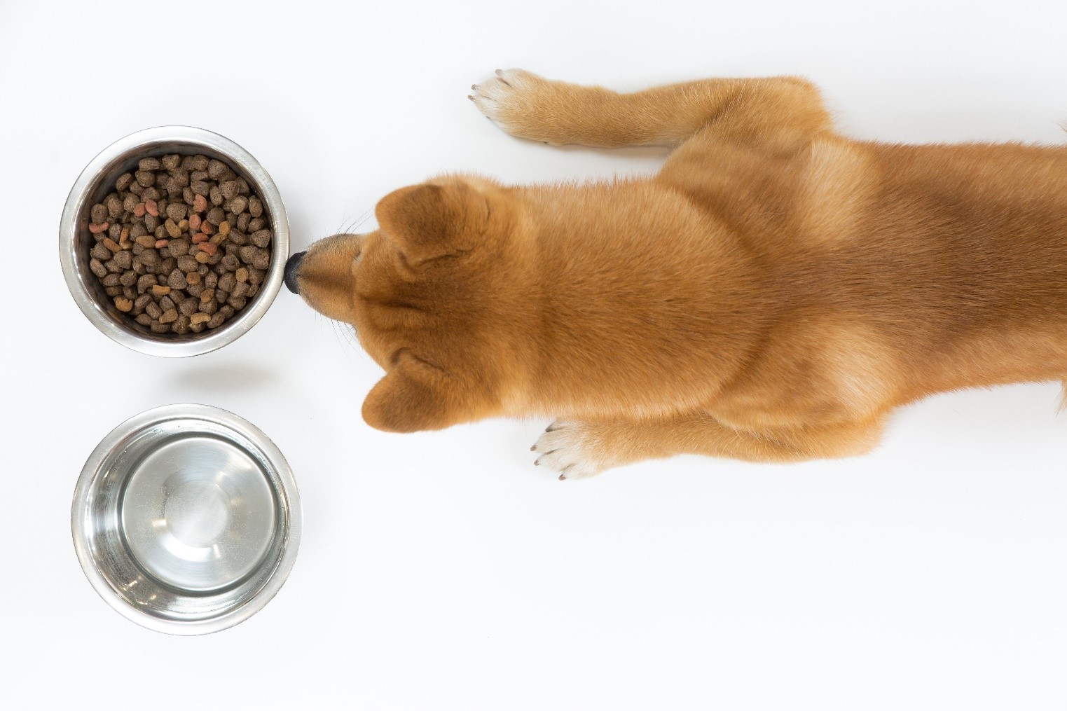 A dog with a bowl of food and water