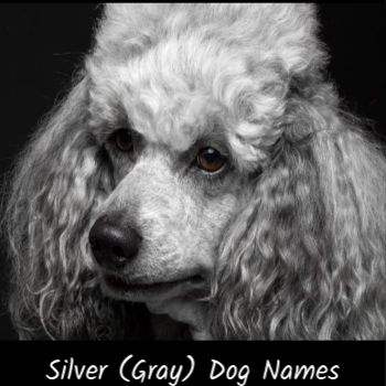 This page includes names for a gray, silver or blue dog