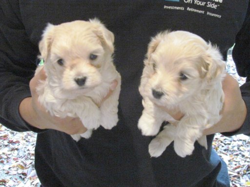 Two Maltipoo puppies are being held.