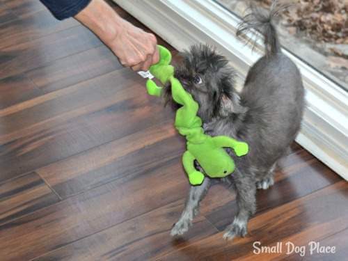 Indoor Dog Games:  Tug of War