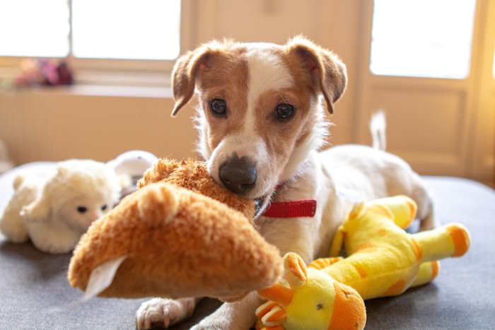 essay writing my dog Small Dogs Lifestyle groups a variety of articles that help dog owners cope with life with one or more small dogs/