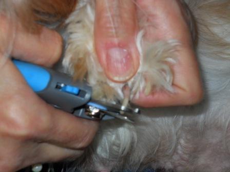 Clip Your Dog's Nails