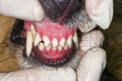 Examine your dog's teeth, mouth and gums.