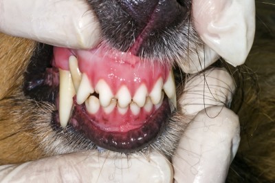 adult dog teeth adult dog teeth