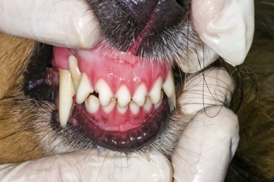 DogTeeth.jpg