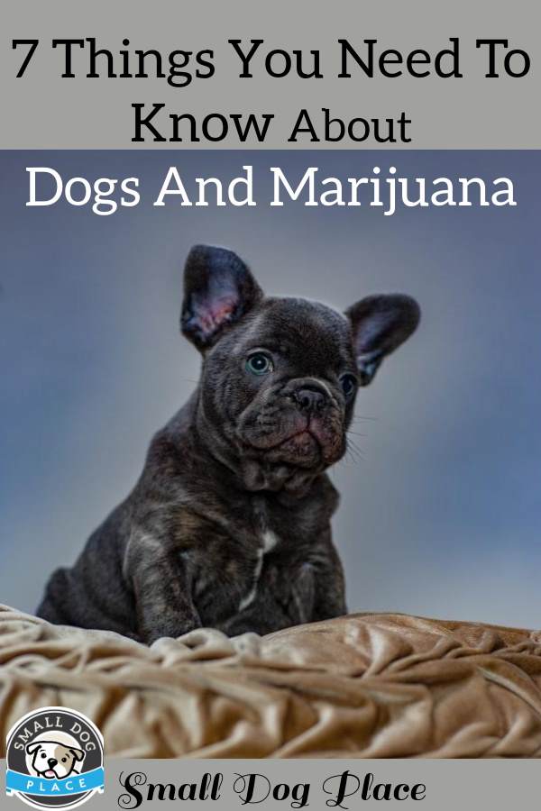 Dogs and Marijuana Pin Image