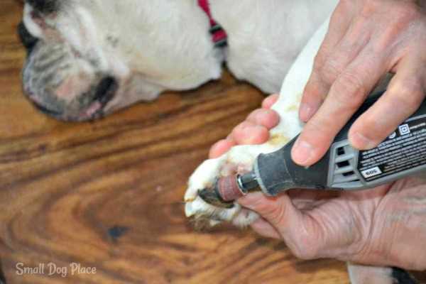 cut dog nails with dremel