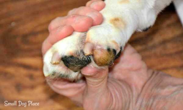 The best way to hold the paw is between the fingers, thumb on the paw pads and the four other fingers above.