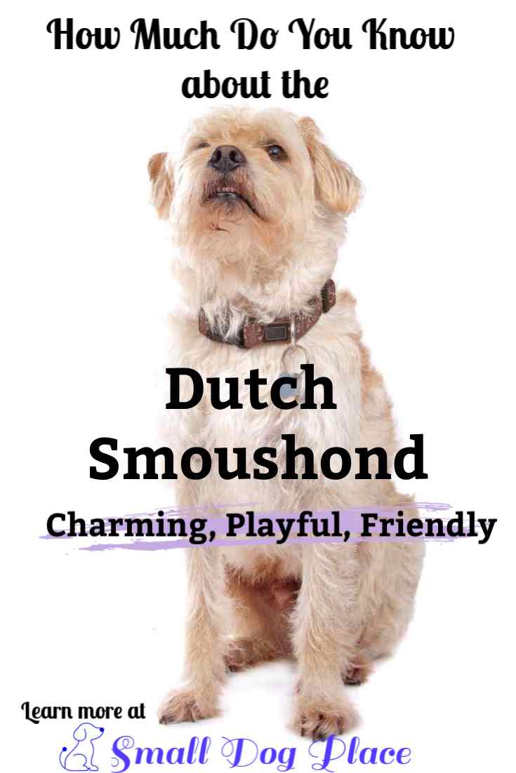 Dutch Smoushond Dog Breed Profile
