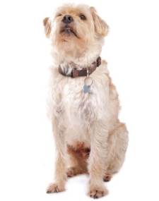 Dutch Smoushond Dutch Smoushond