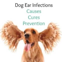 Ear Infections in Dogs