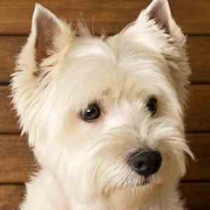 The West Highland White Terrier and his Prick Ears